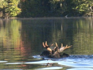 Moose swimming on Waukewan by Andrea Siani               